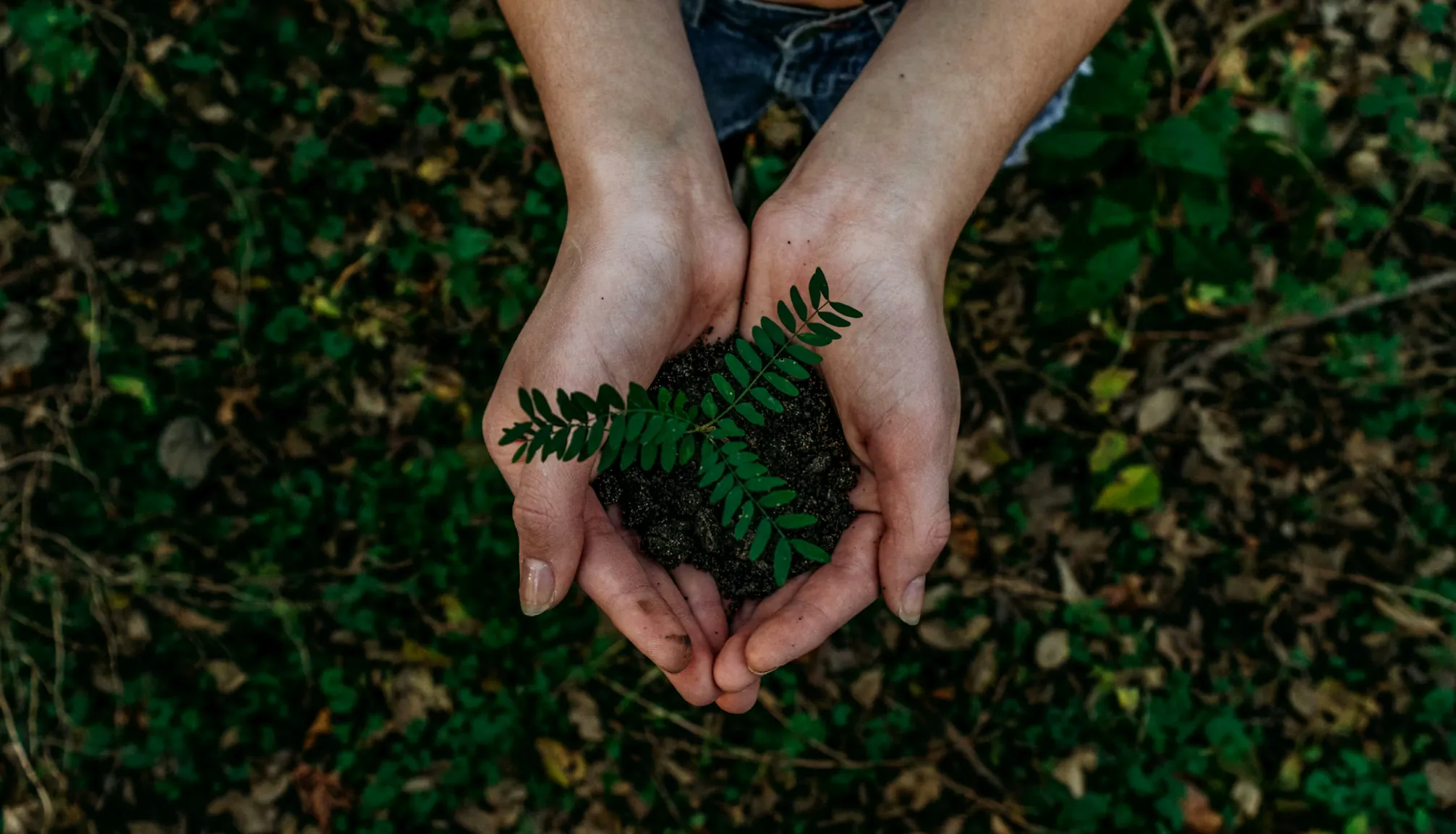 Sustainable Bagasse Production